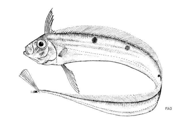 Image of Dealfish