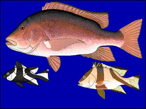 Image of Emperor red snapper