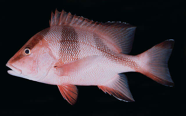 Image of Emperor red snapper