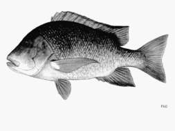 Image of Emperor red snapper