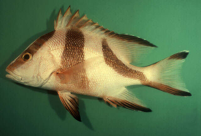 Image of Emperor red snapper