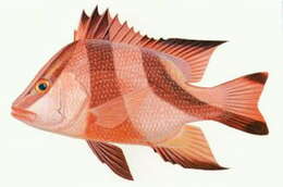 Image of Emperor red snapper