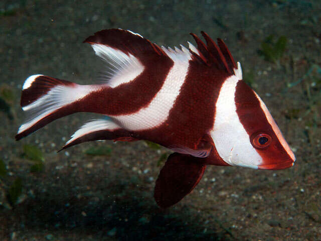 Image of Emperor red snapper