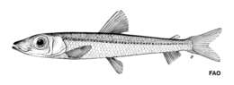 Image of Greater silver smelt