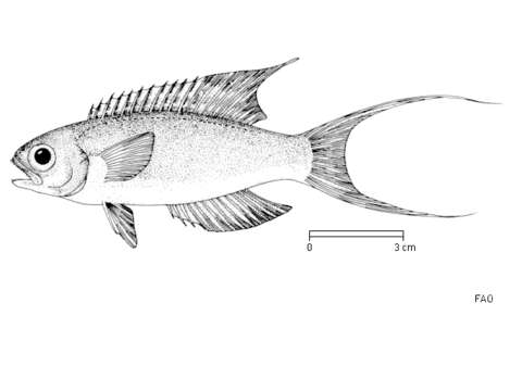 Image of Parrot sea perch