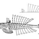Imagem de Callionymus risso Lesueur 1814