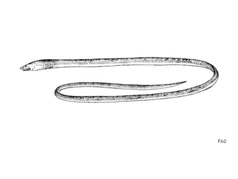 Image of European Finless Eel