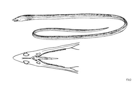 Image of European Finless Eel