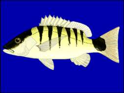 Image of Black-banded seaperch
