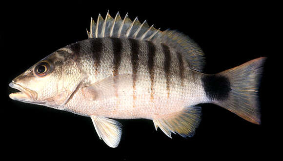 Image of Black-banded seaperch