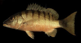 Image of Black-banded seaperch