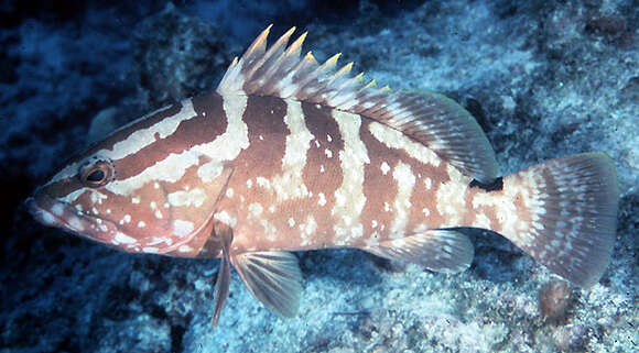 Image of Nassau Grouper