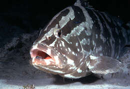 Image of Nassau Grouper