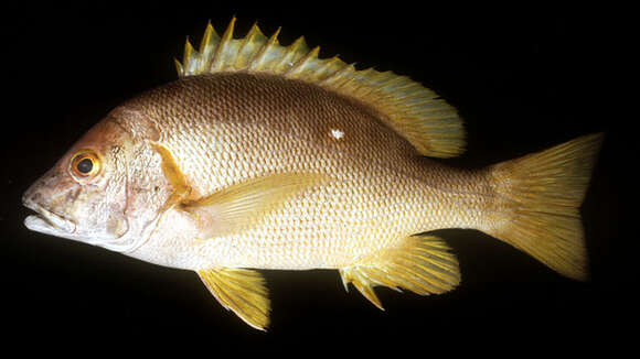 Image of Star snapper