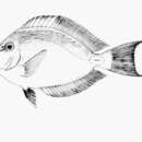 Image of Monrovia Surgeonfish