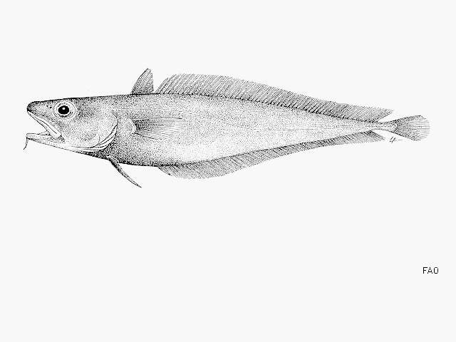 Слика од Physiculus dalwigki Kaup 1858