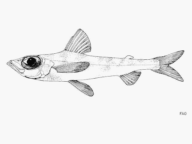Image of Agassiz&#39;s thread-sail fish