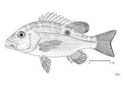 Image of Bream