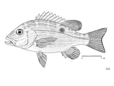 Image of Bream