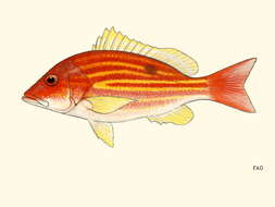 Image of Bream