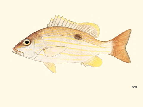 Image of Bream