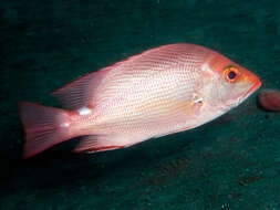 Image of Diacope timoriensis