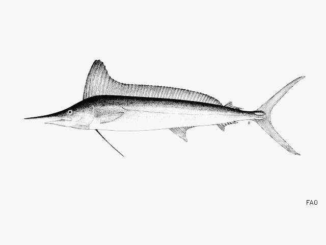 Image of Mediterranean Shortbill Spearfish