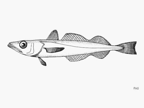 Image of Merluccius