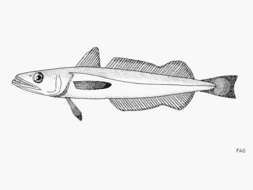 Image of Shallow-water Cape Hake