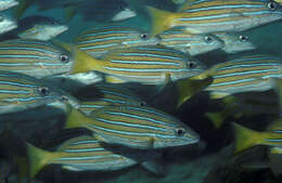 Image of Blue and gold snapper