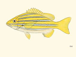 Image of Blue and gold snapper