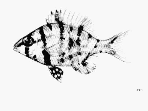 Image of Barred large-eye bream