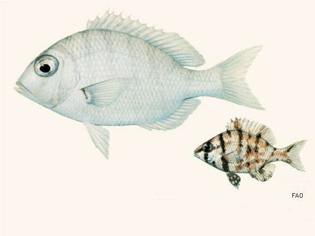 Image of Barred large-eye bream