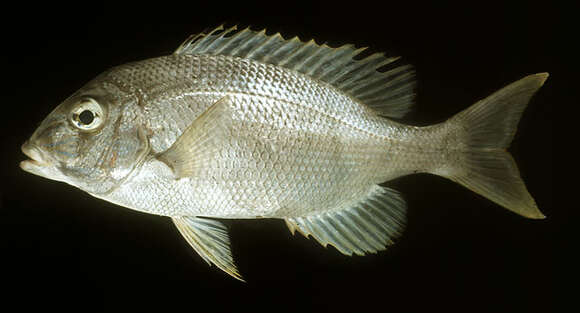 Image of Blue-lined large eye bream