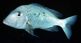 Image of Japanese large-eye bream