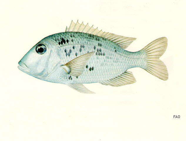 Image of Japanese large-eye bream