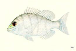 Image of Large-eye bream