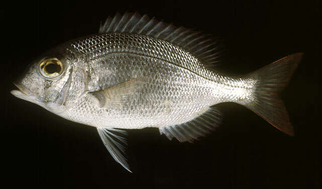 Image of Blue-spotted large-eye bream