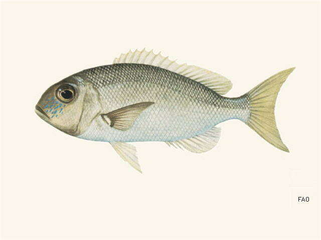 Image of Blue-spotted large-eye bream