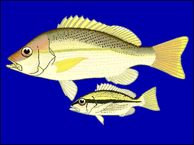 Image of Brownstripe snapper