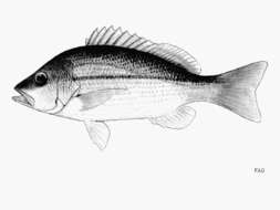 Image of Brownstripe snapper