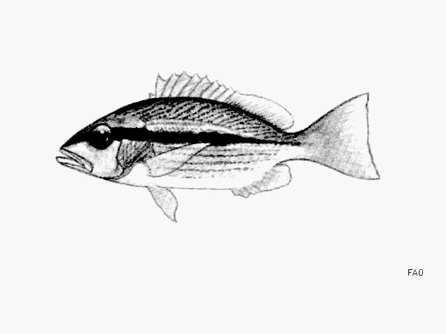 Image of Brownstripe snapper