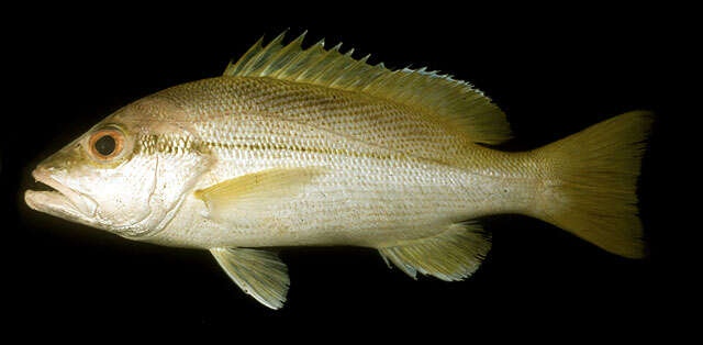 Image of Brownstripe snapper