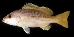 Image of Brownstripe snapper