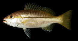 Image of Brownstripe snapper