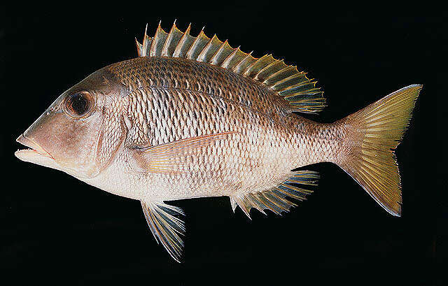 Sivun Lethrinus crocineus Smith 1959 kuva