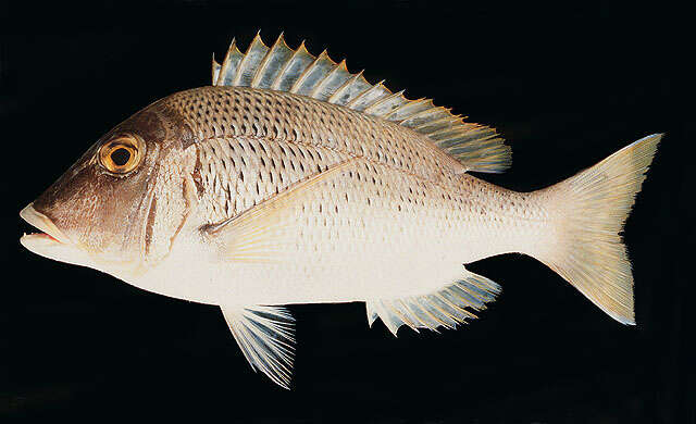 Sivun Lethrinus crocineus Smith 1959 kuva