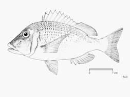 Sivun Lethrinus crocineus Smith 1959 kuva