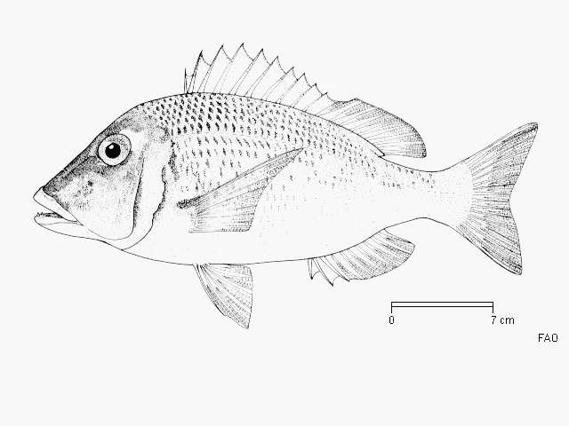 Sivun Lethrinus crocineus Smith 1959 kuva