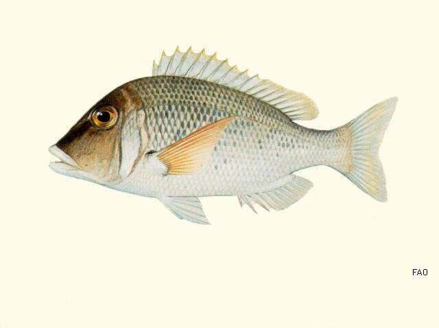 Sivun Lethrinus crocineus Smith 1959 kuva